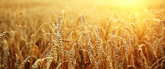 Venerdì 22 aprile il seminario informativo sulle agevolazioni per l’insediamento di giovani in agricoltura